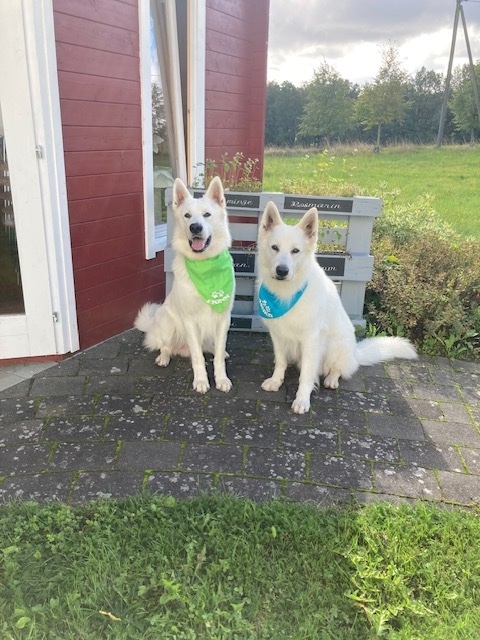 Hunde