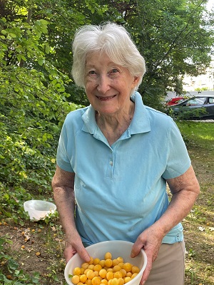 Mirabellen1 kl.jpg