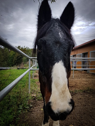 Pferd13.jpg